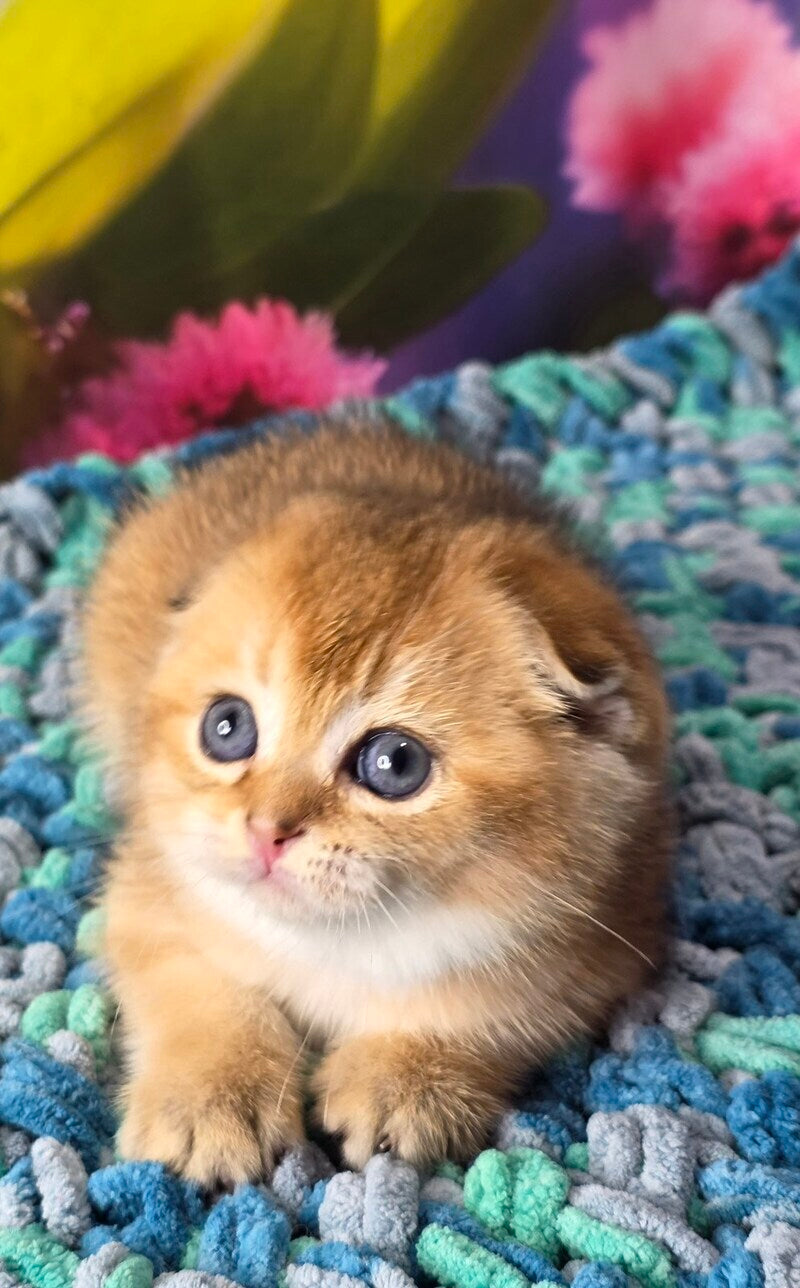 Dushes Scottish Fold male black golden shaded - live animals