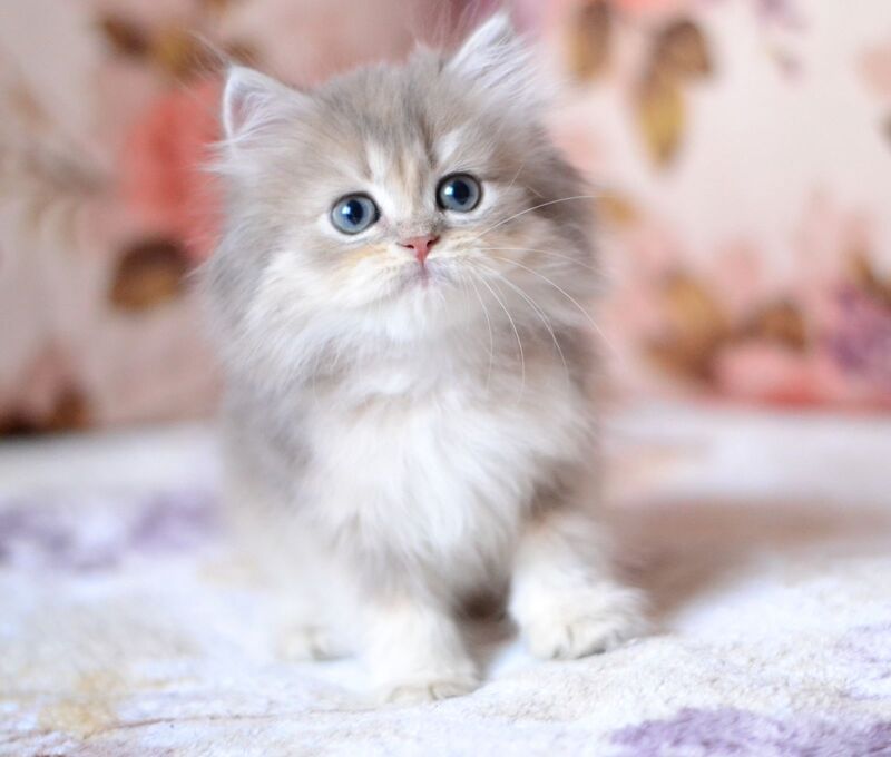 Gray British Longhair male, blue golden shaded