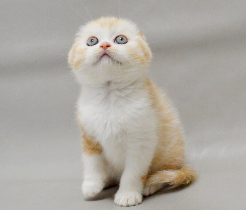 Vincent Scottish Fold male red silver spotted tabby bicolour - live animals