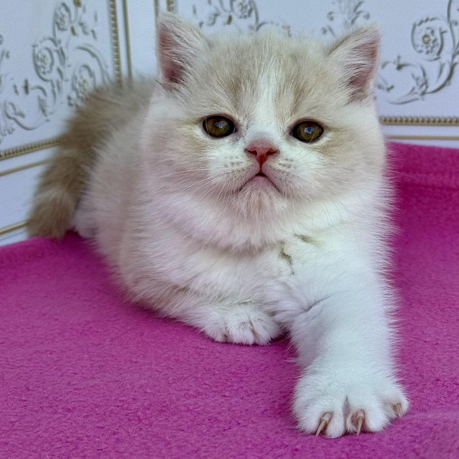 Vinny Scottish Straight male, cream bicolour