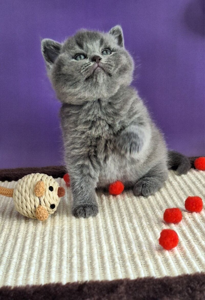 Janeta British Shorthair female blue - live animals