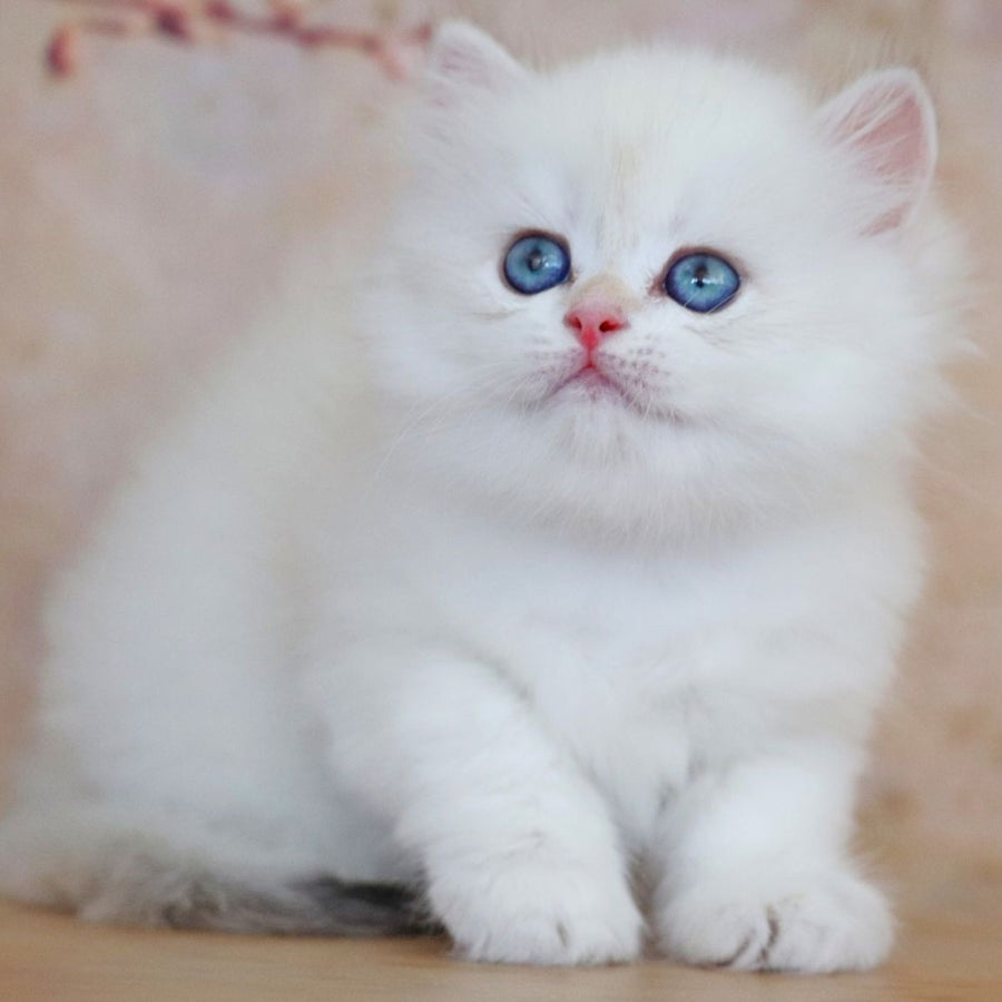 Yara British Longhair female, black golden shaded pointed