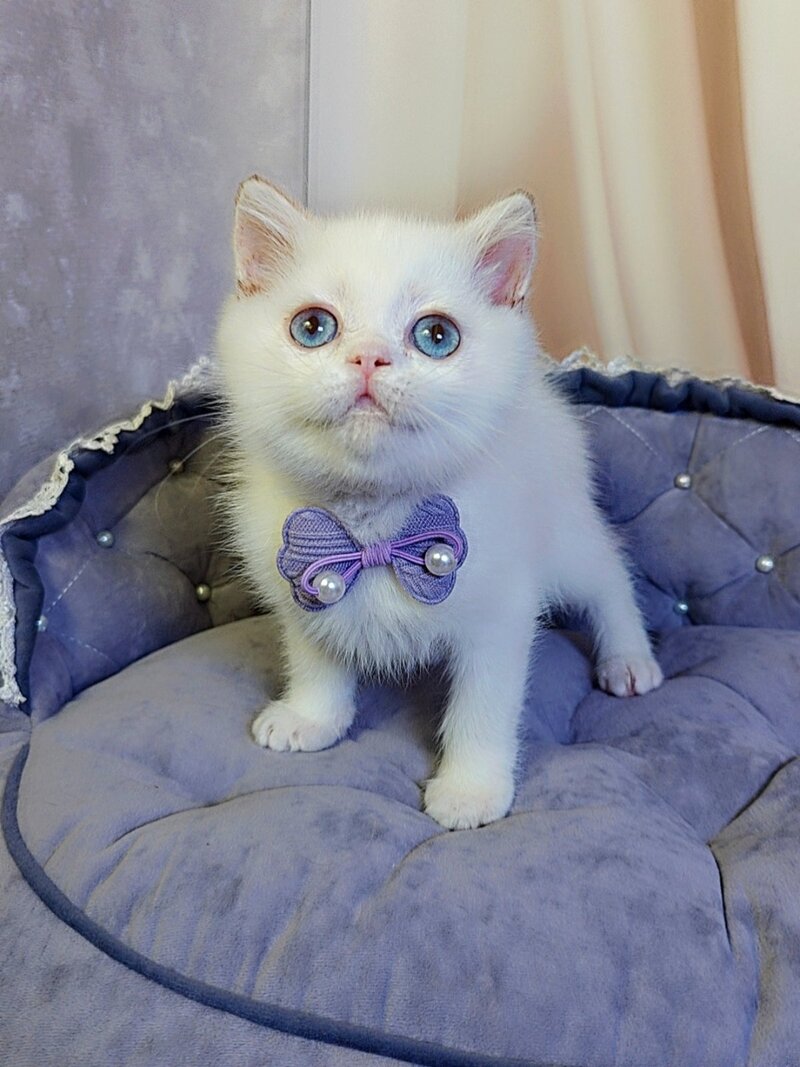 Kevin British Shorthair male cinnamon golden chinchilla pointed - live animals