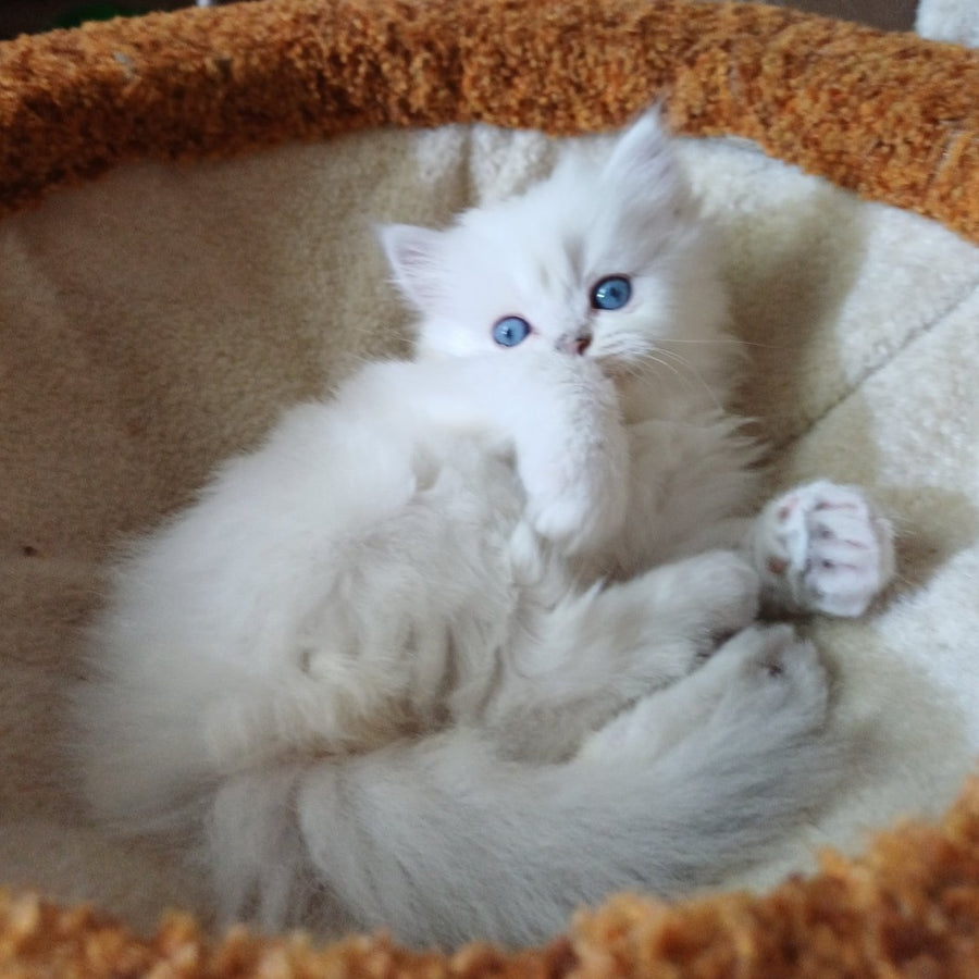 Coco Scottish Straight female, black silver shaded pointed