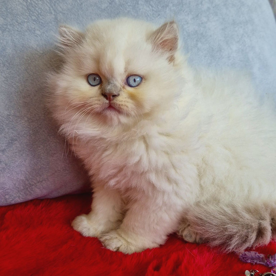 Djoker British Longhair male, blue golden shaded pointed