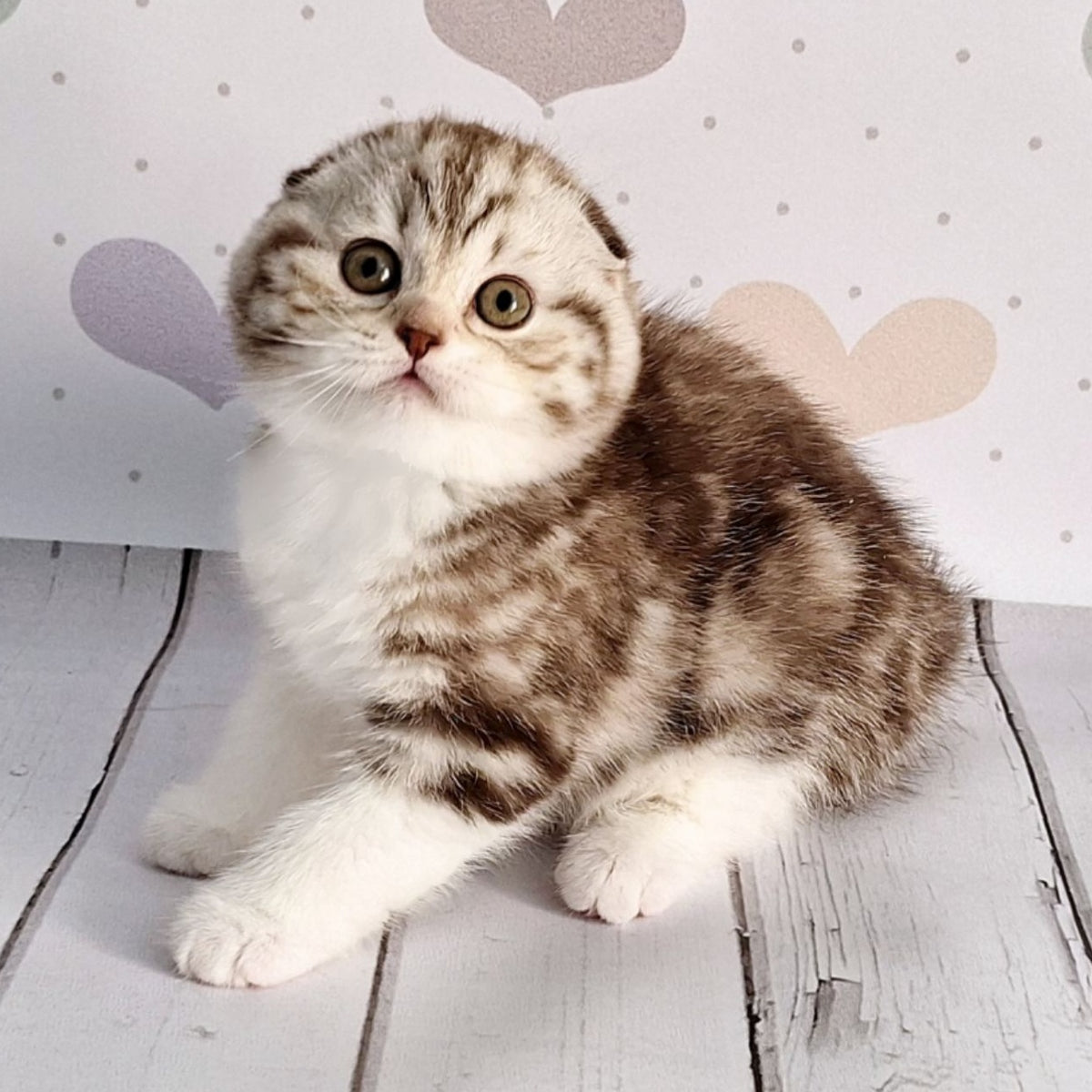 Barcelona Scottish Fold female, chocolate silver tabby bicolour