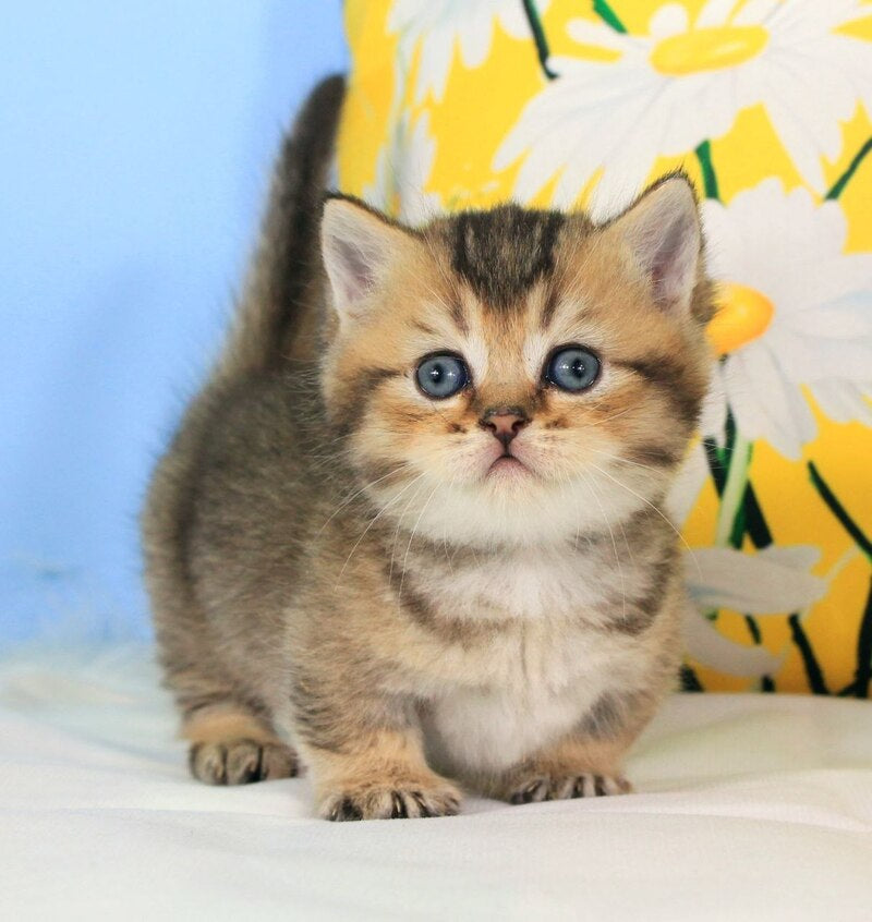 Tiffany Munchkin female, black ticked tabby