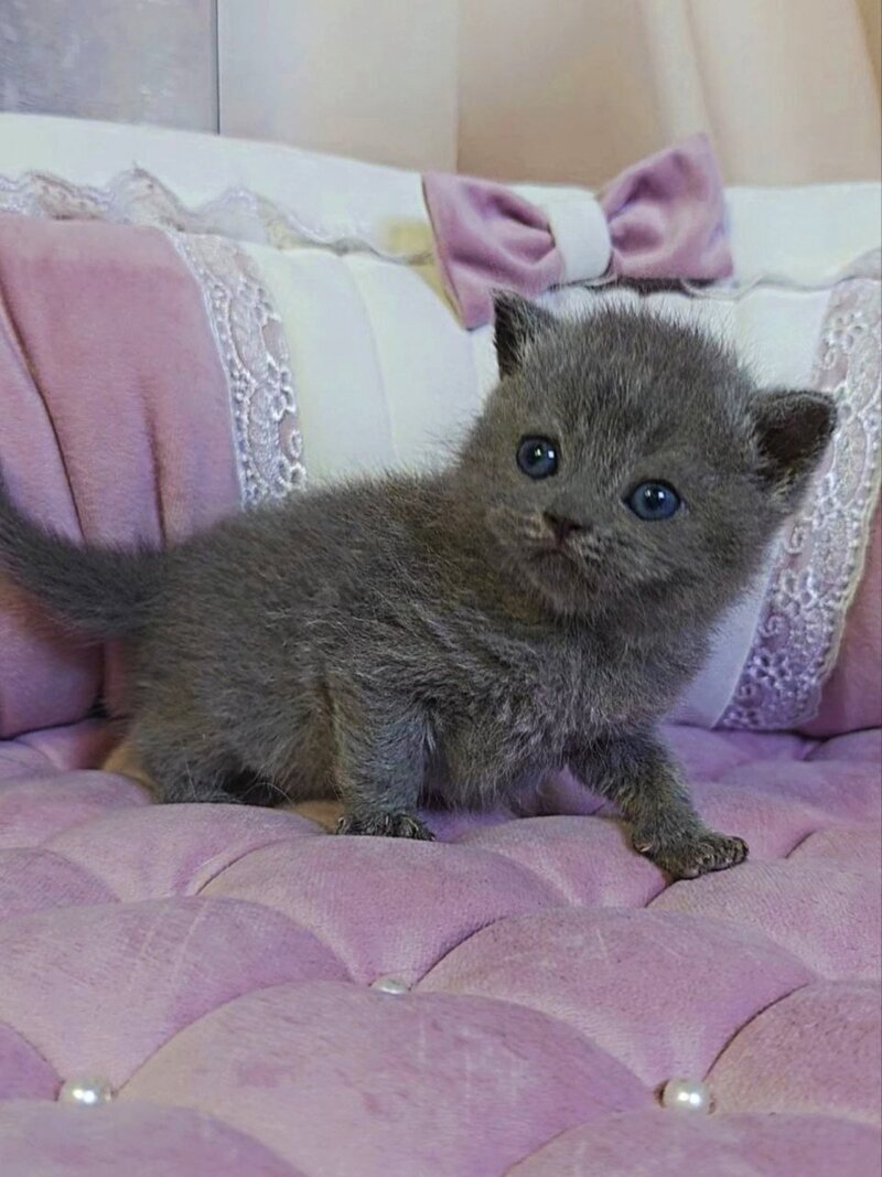 Joy Scottish Straight male blue - live animals