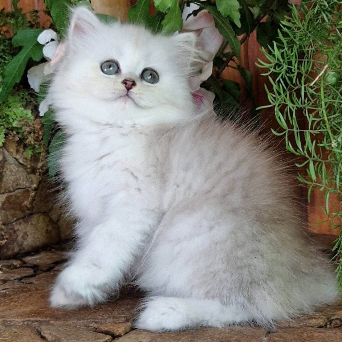 Periel British Longhair female, black silver shaded