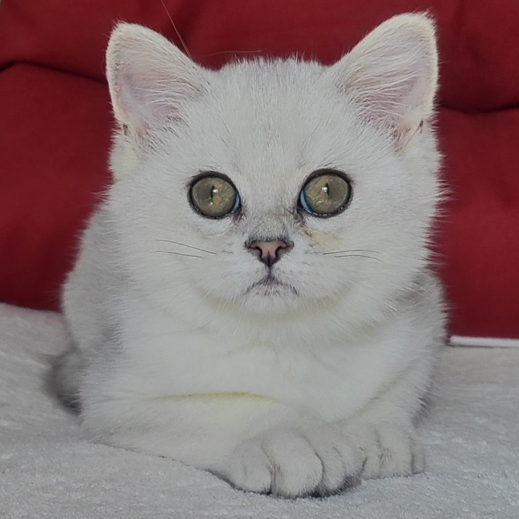 Xan Scottish Straight male, blue silver ticked tabby