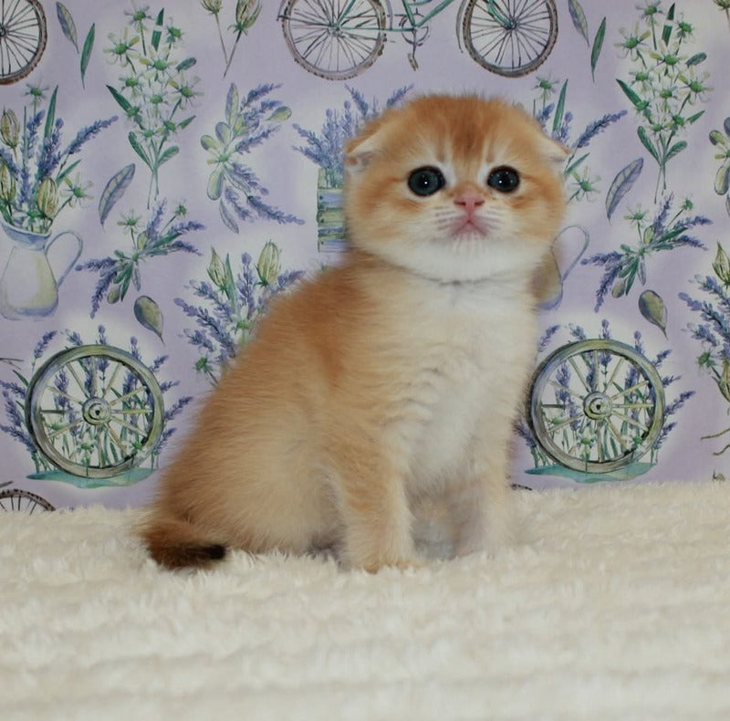 Joker Scottish Fold male, black golden chinchilla