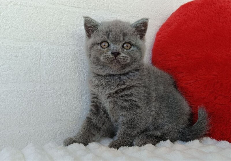 Wendy Scottish Straight female, blue