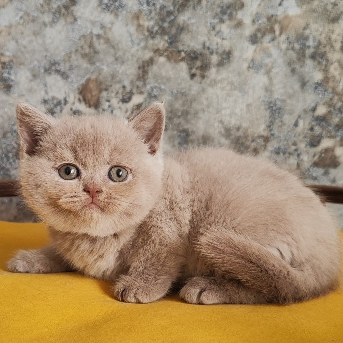 Bounty British Shorthair female, fawn
