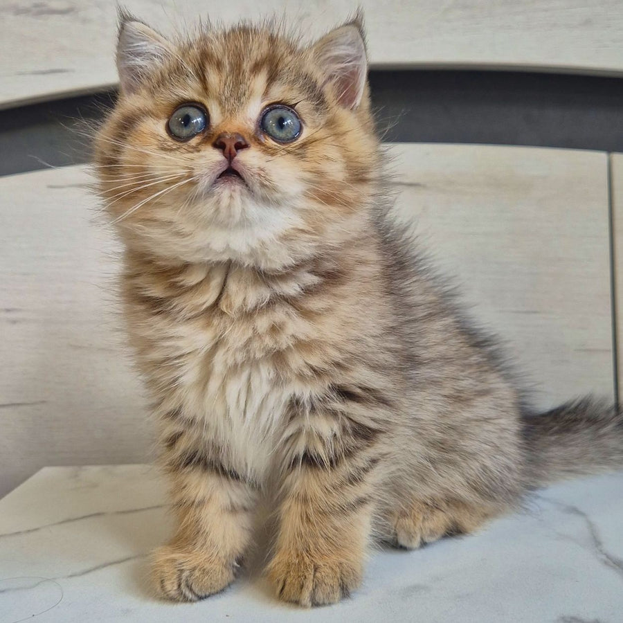 Mark British Shorthair male, black golden spotted tabby