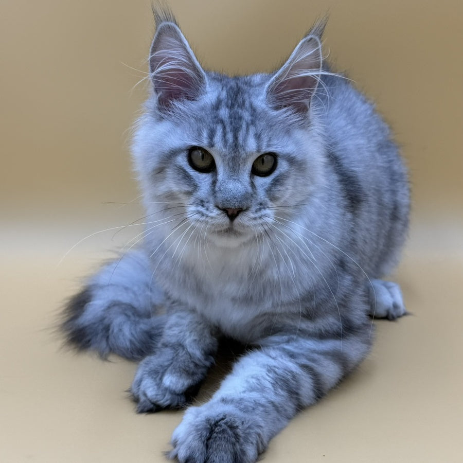 Marcel Maine Coon male, black silver spotted tabby