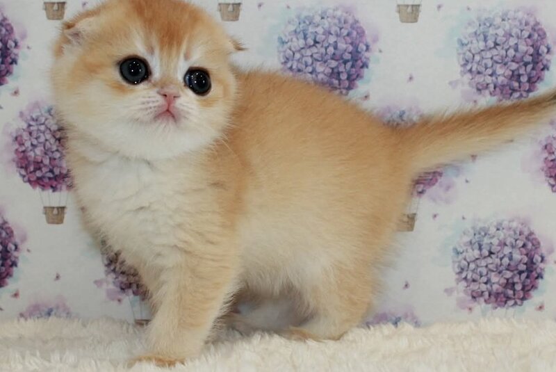Juliet Scottish Fold female, black golden chinchilla