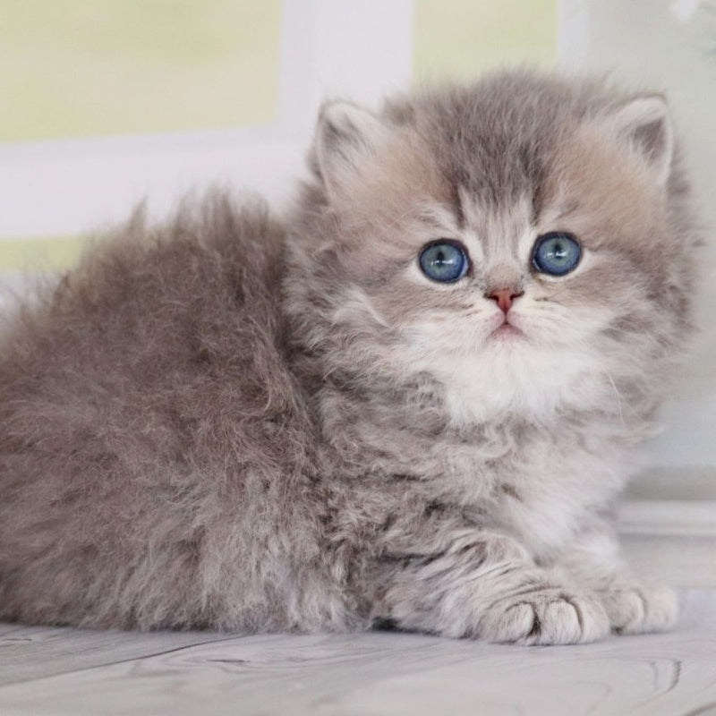 Ximena British Longhair female, blue golden shaded