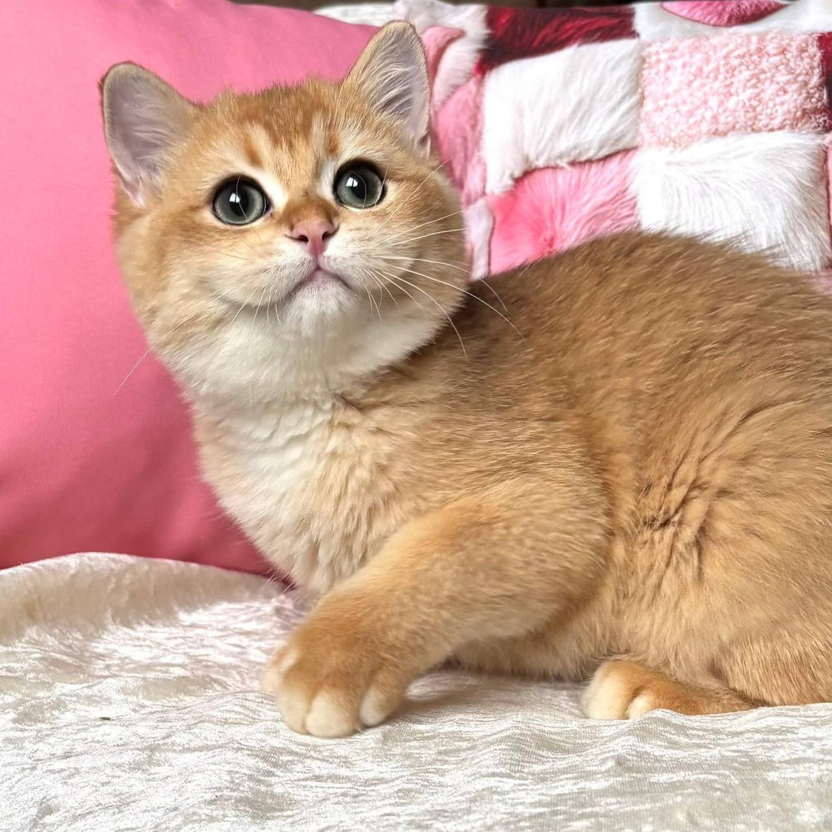 Osman British Shorthair male, black golden chinchilla
