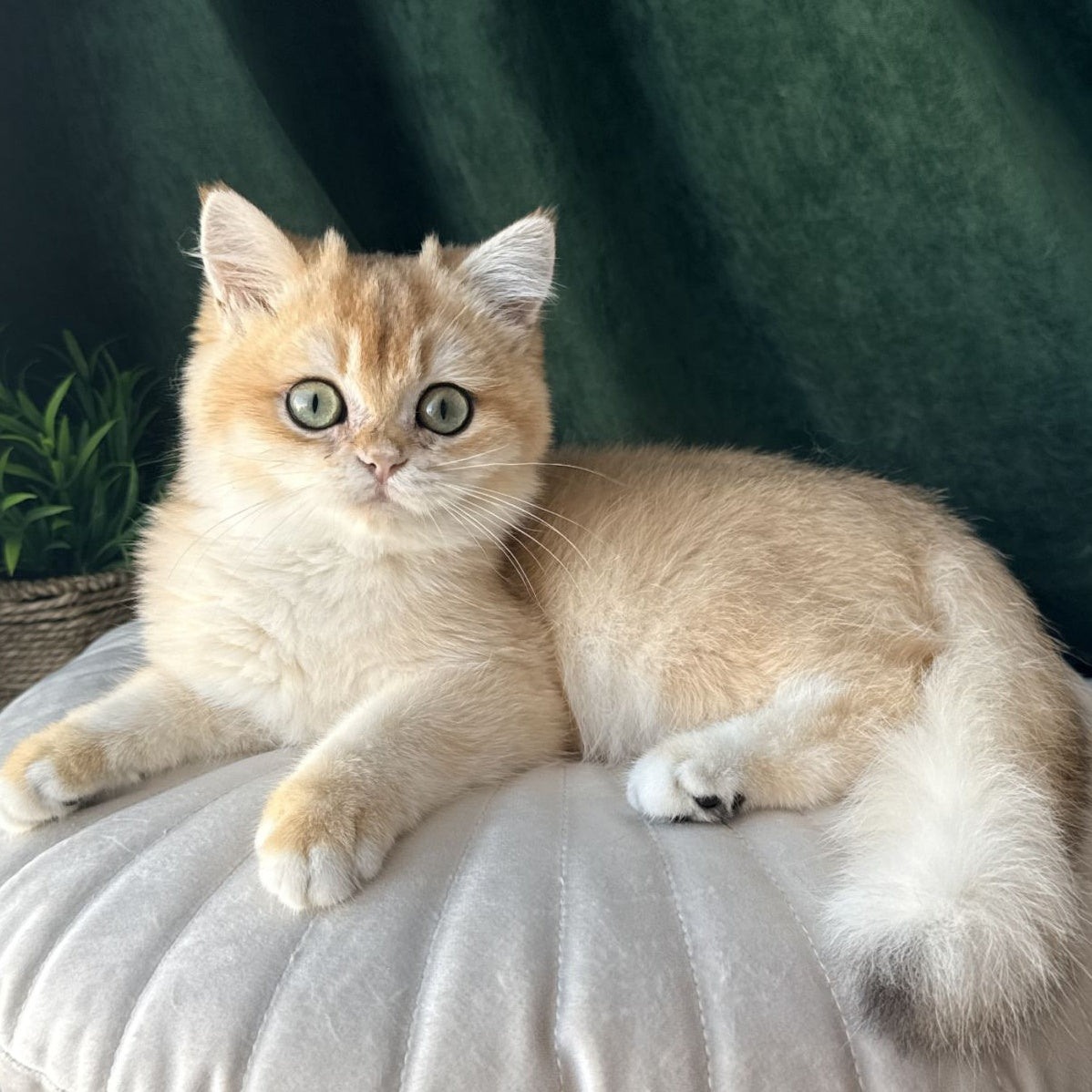 Ferdinand British Shorthair male, black golden chinchilla