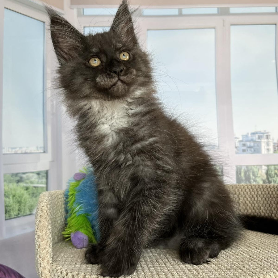 Ronald Maine Coon male, black silver