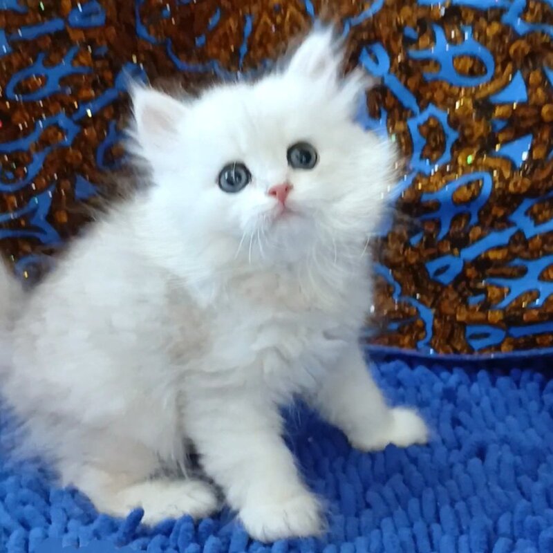 Jack British Longhair male, black silver chinchilla