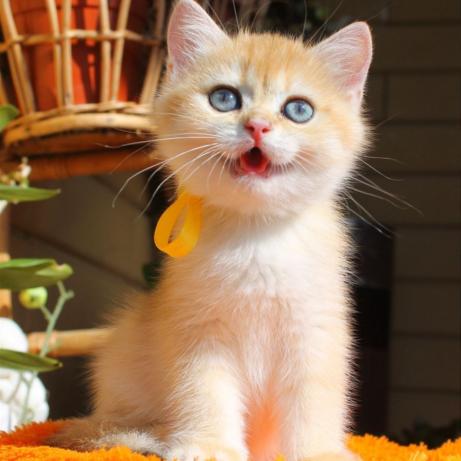 Hloya British Shorthair female, black golden chinchilla
