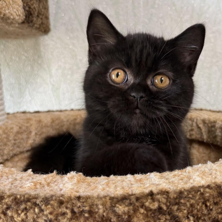 Afina Scottish Straight female, black