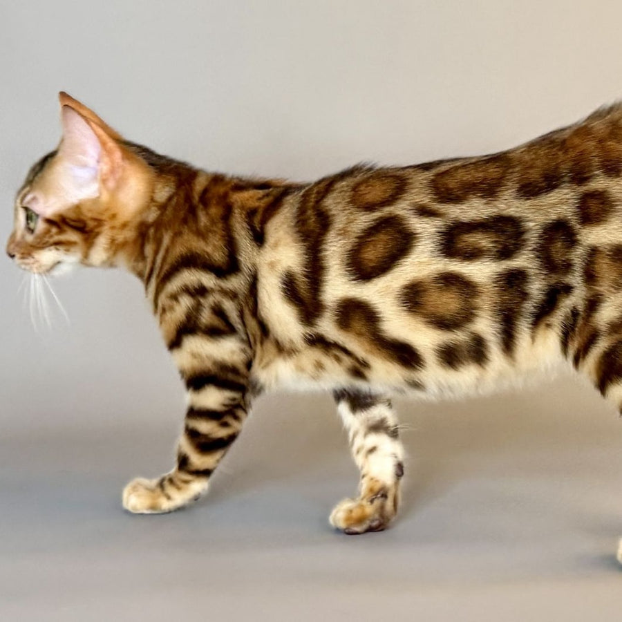 Xirelle Bengal female, black golden spotted tabby