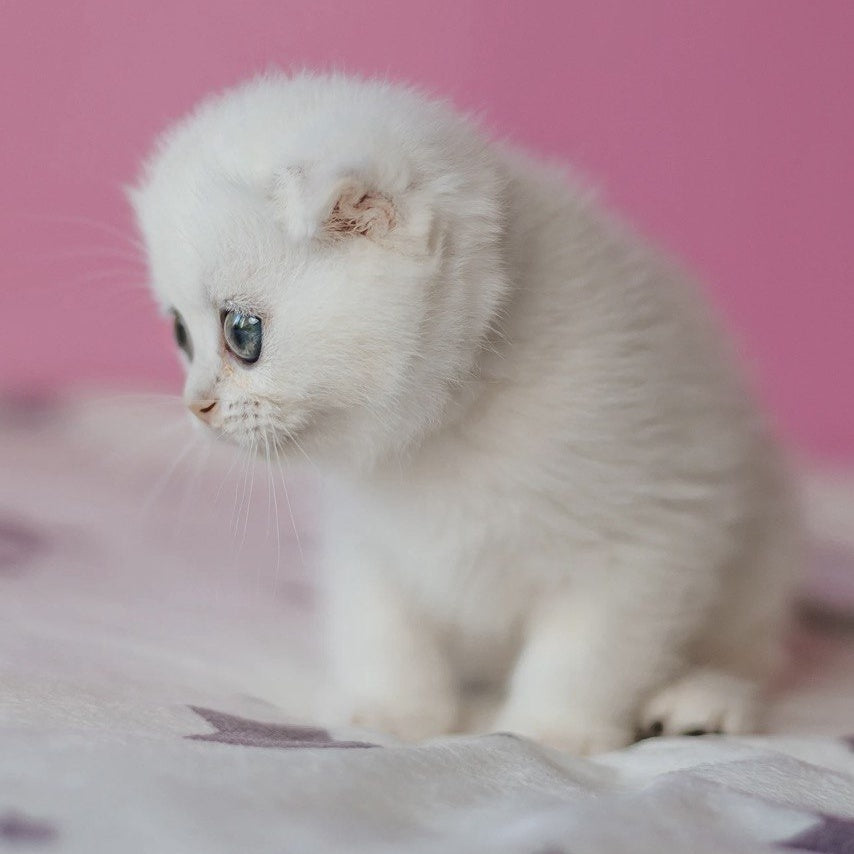Infinite Scottish Fold female, black silver chinchilla