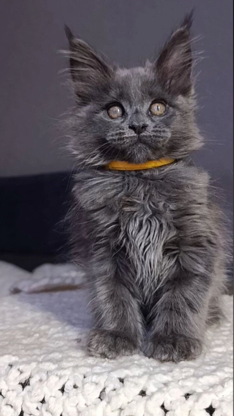 Prince Maine Coon male blue - live animals