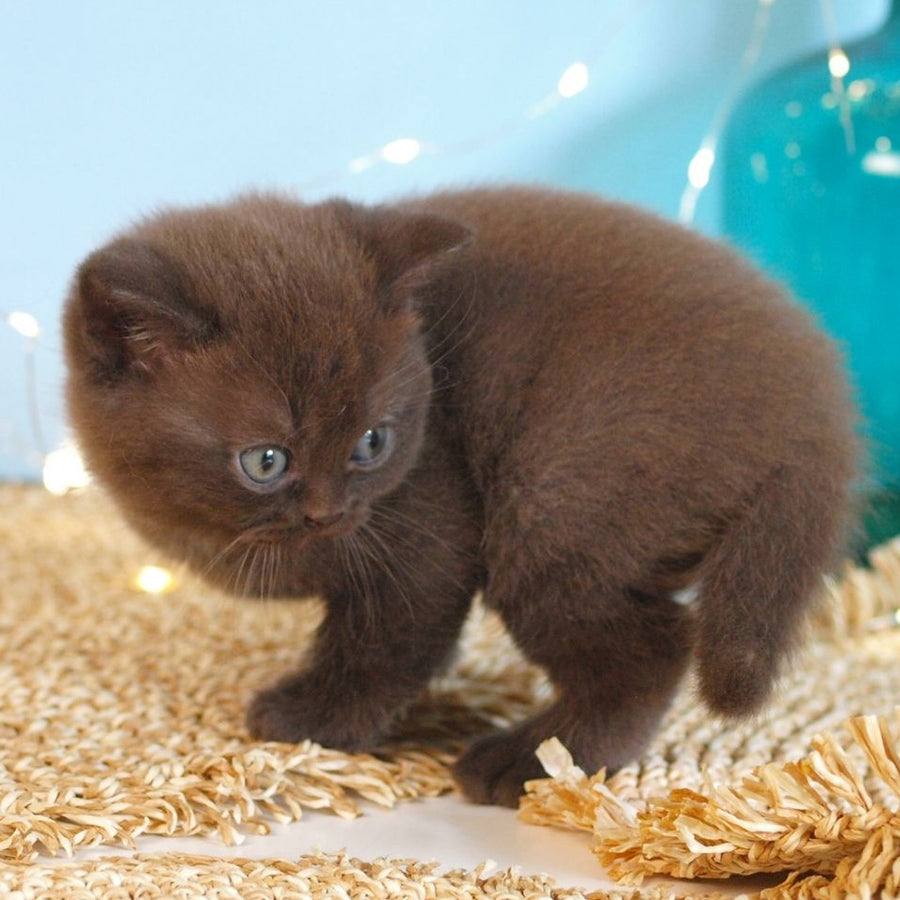 Patrick British Shorthair male, chocolate