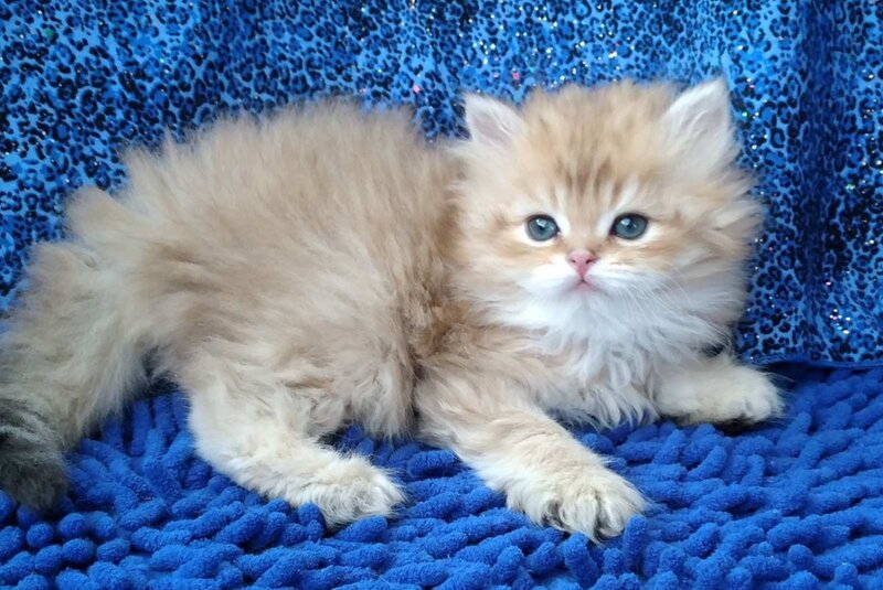 Rodger British Longhair male black golden shaded - live animals