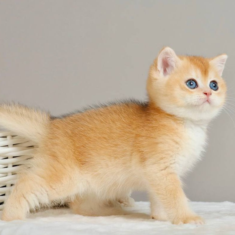 Yan British Shorthair male, black golden chinchilla