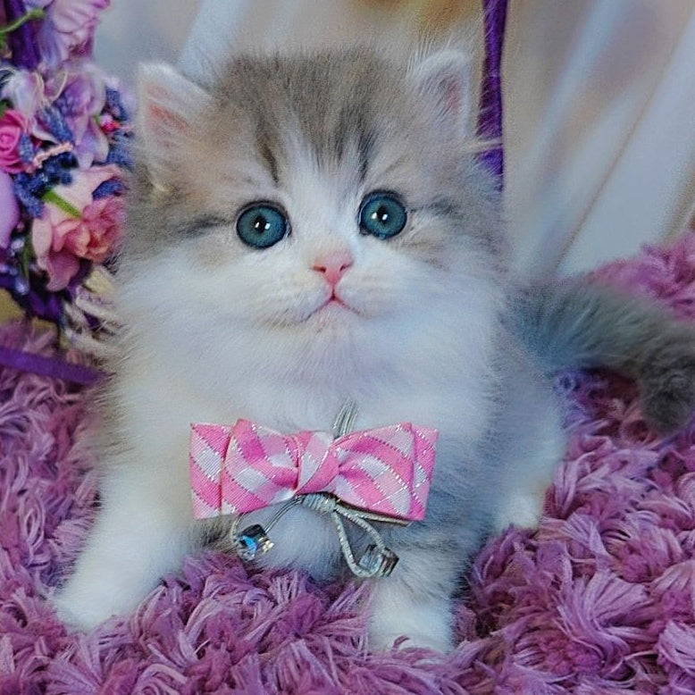 Watson British Longhair male, blue tabby bicolour