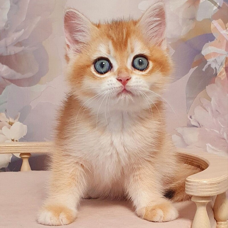 Wasilisa British Shorthair female, black golden chinchilla