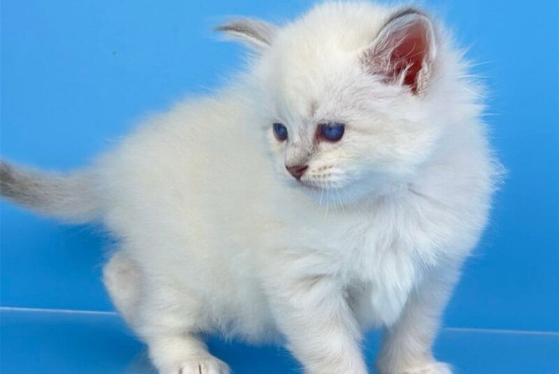 Windsor Siberian male blue tabby pointed with white - live animals