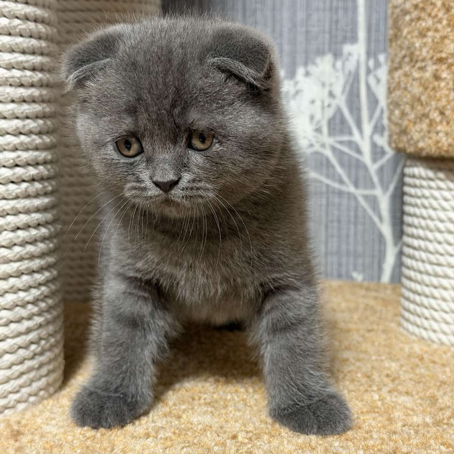 Baloo Scottish Fold male, blue