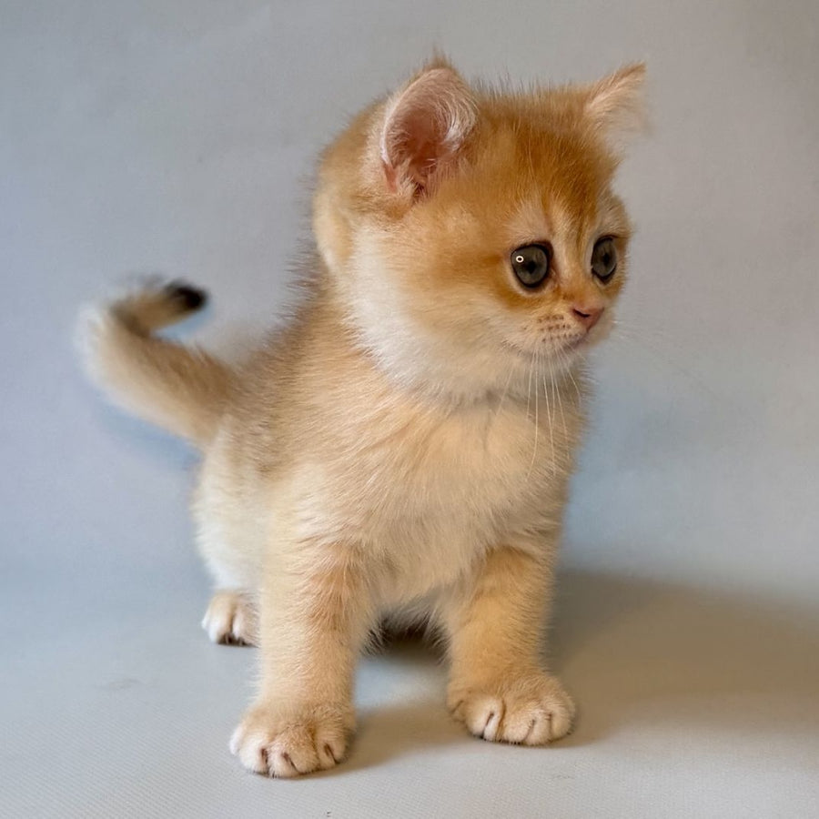 Zazu British Shorthair male, black golden chinchilla