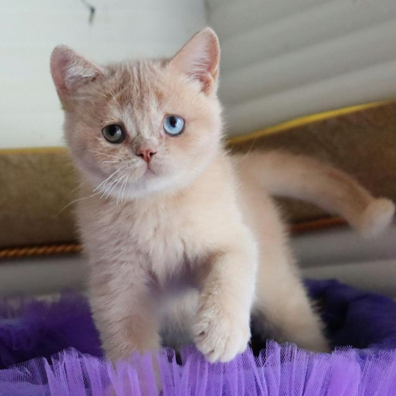 Vincento British Shorthair male, cream golden shaded
