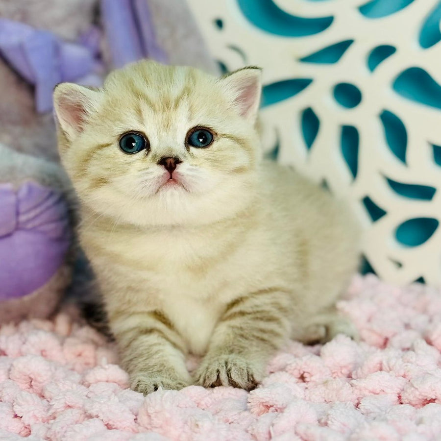 Djuliet Scottish Straight female, black pointed tabby