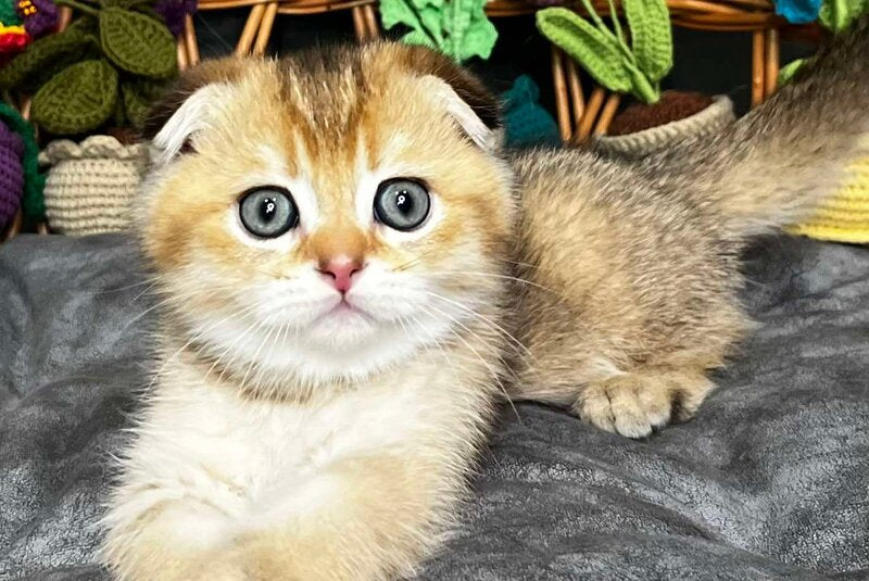 Konan Scottish Fold male, black golden ticked tabby