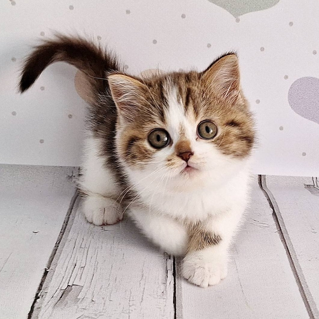 Beckham Scottish Straight male, chocolate tabby bicolour