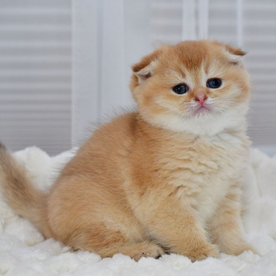 Nika Scottish Fold female, black golden shaded