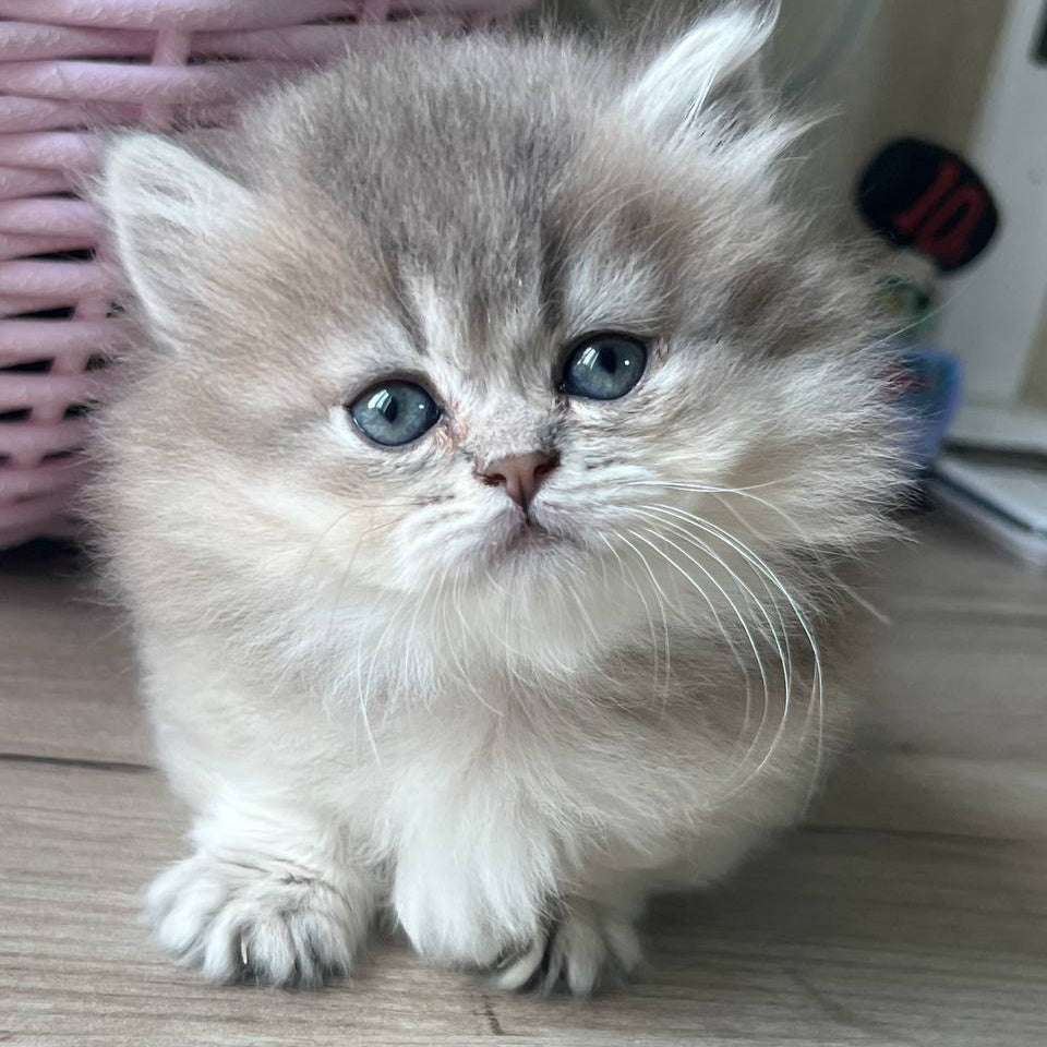 Patrisia Munchkin female, blue golden shaded