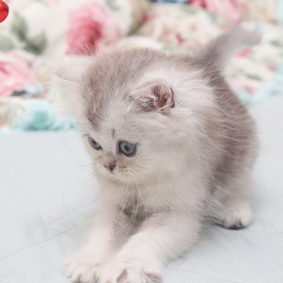 Harry Scottish Straight male, black silver shaded