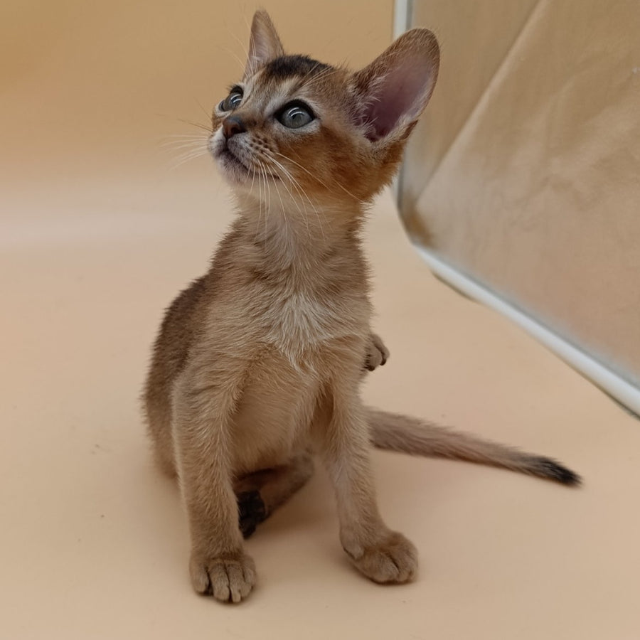 Nelson Abyssinian male, ruddy