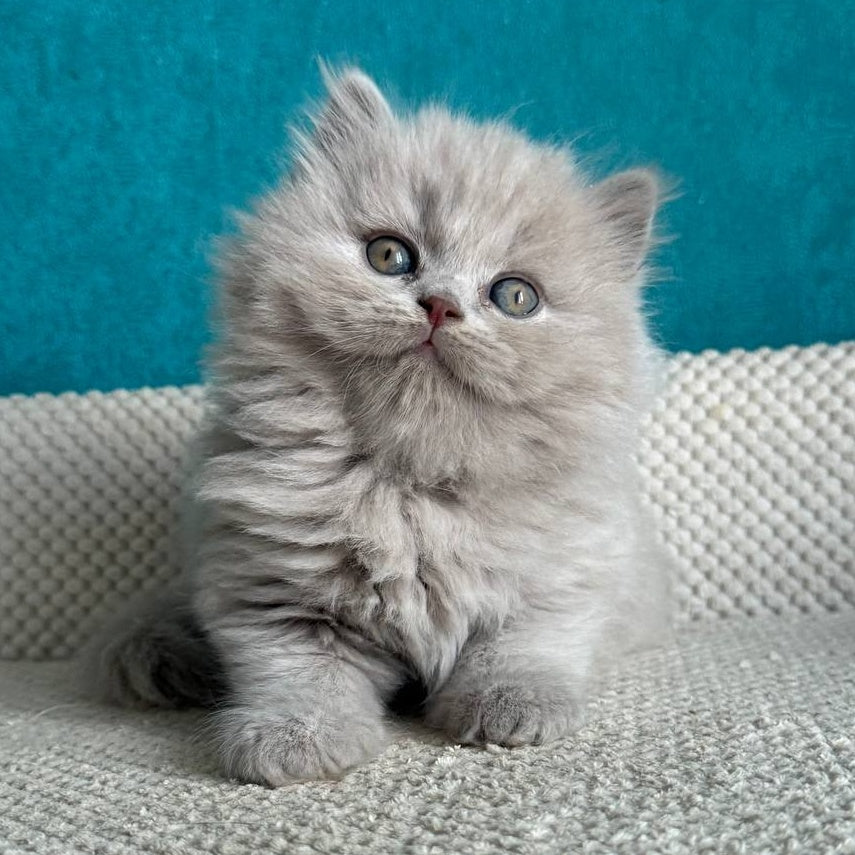 Bear British Longhair male, lilac