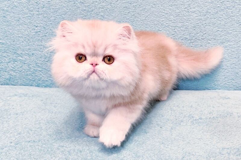 Charles Persian male, red silver tabby