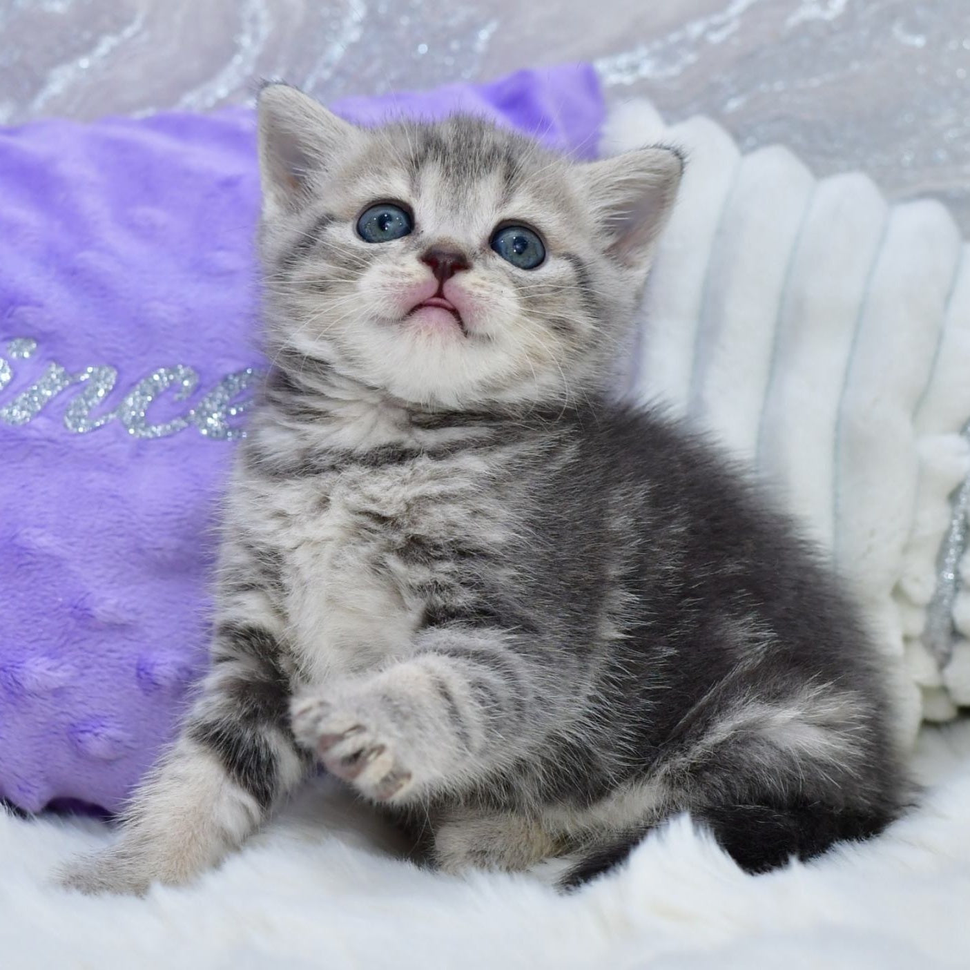 Laki Scottish Straight male, blue tabby