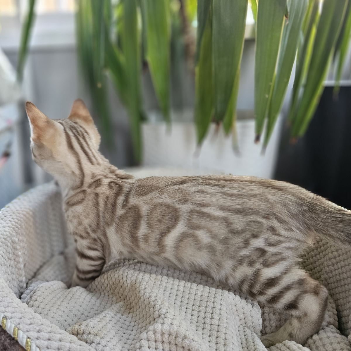 Vanilla Ice Bengal male, black spotted tabby pointed